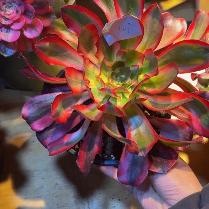 云南红魔女好看107号