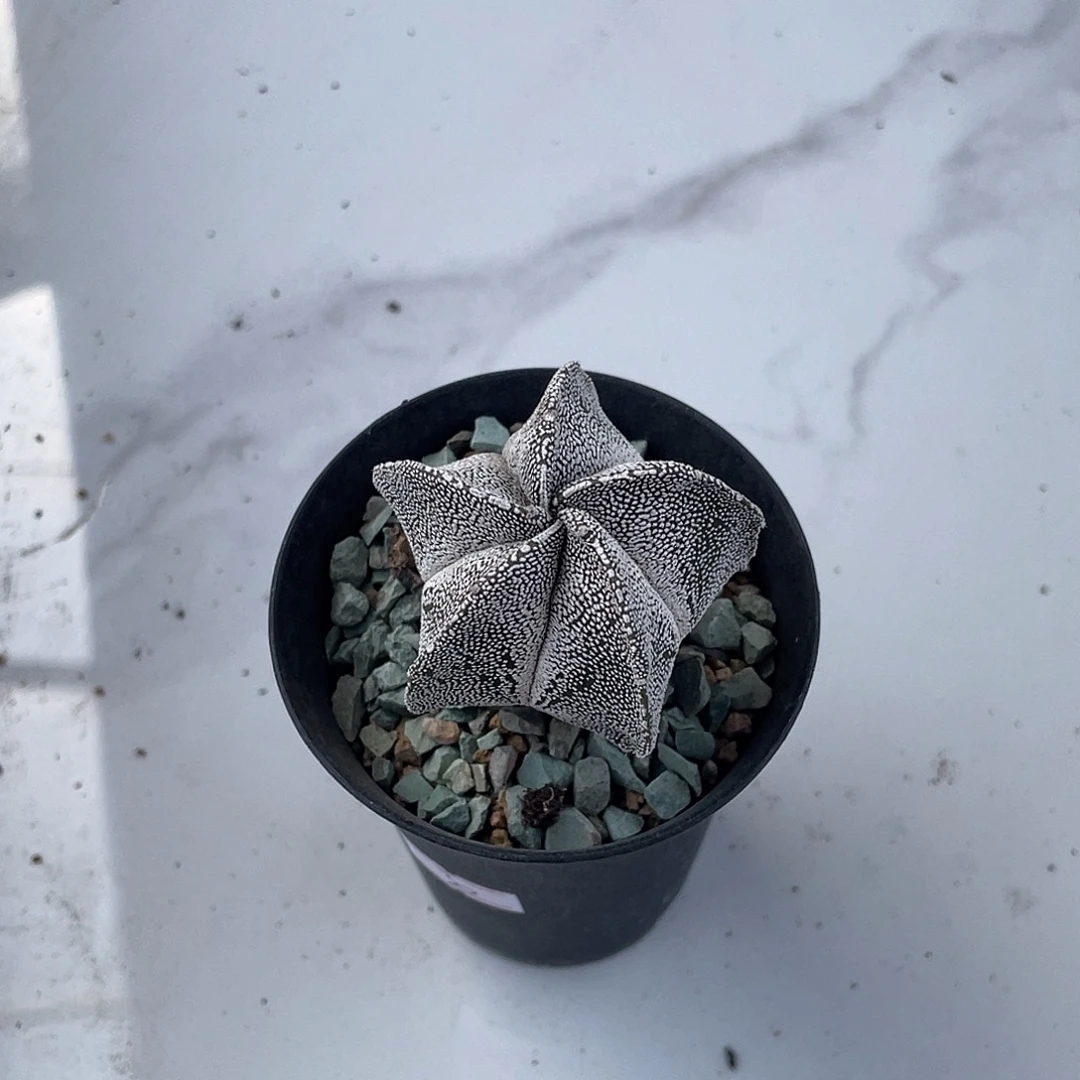 ****董粉丝专拍仙人球多肉