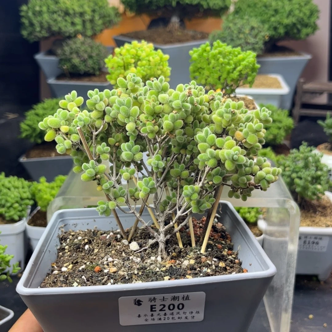 *****200优选冰晶枝干多肉