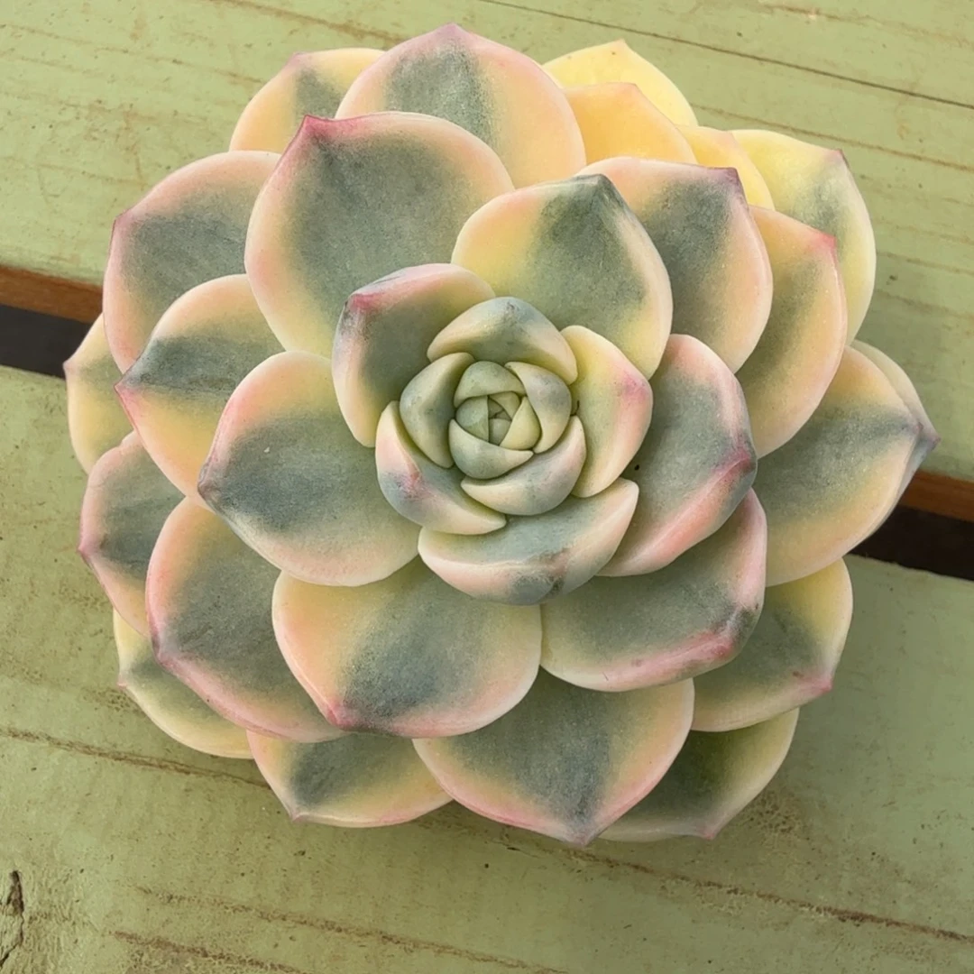 新品多肉锦，锦上园艺一物一拍