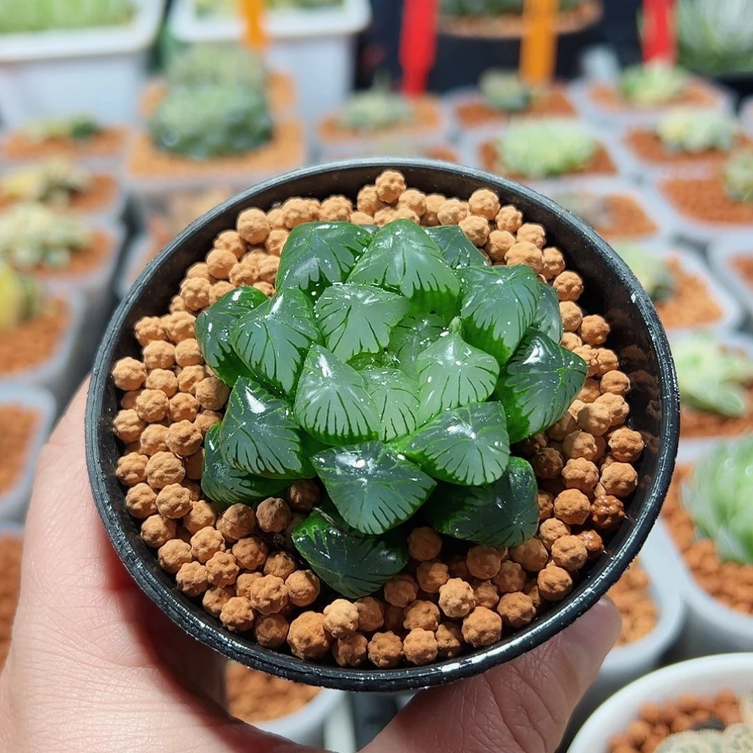 十二卷多肉翠玉露