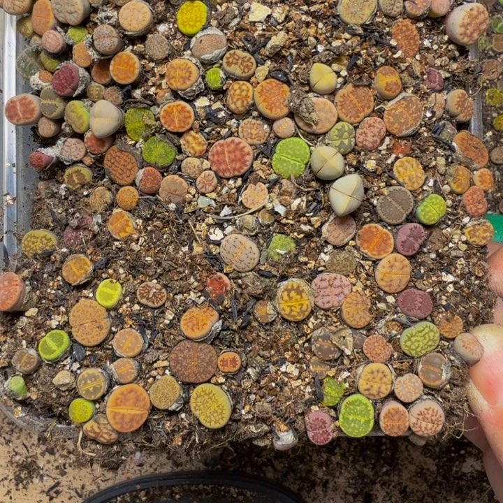 ****多肉葡萄的味道真的141