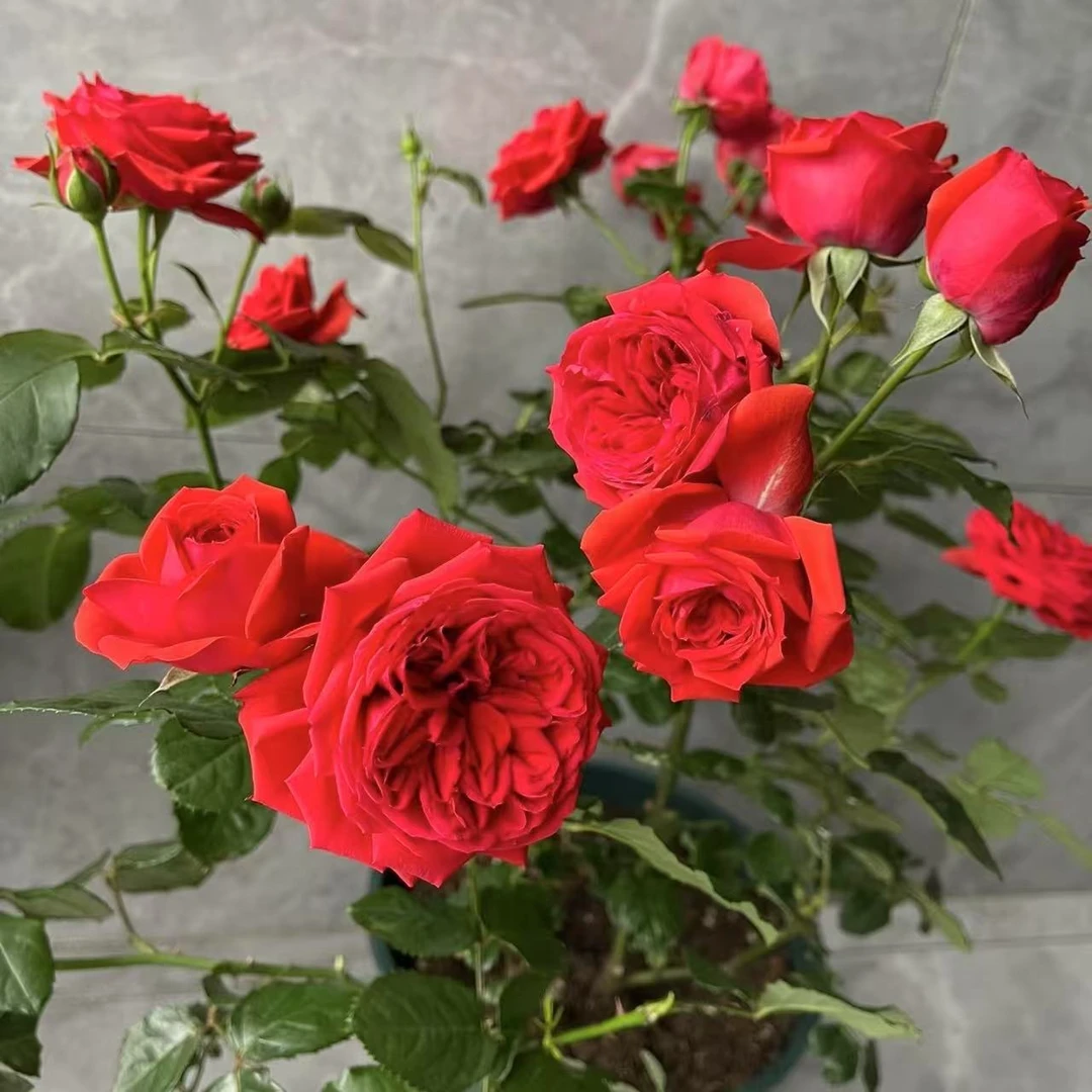 红苹果月季花盆栽花卉庭院耐晒耐寒花园植物新手易养护