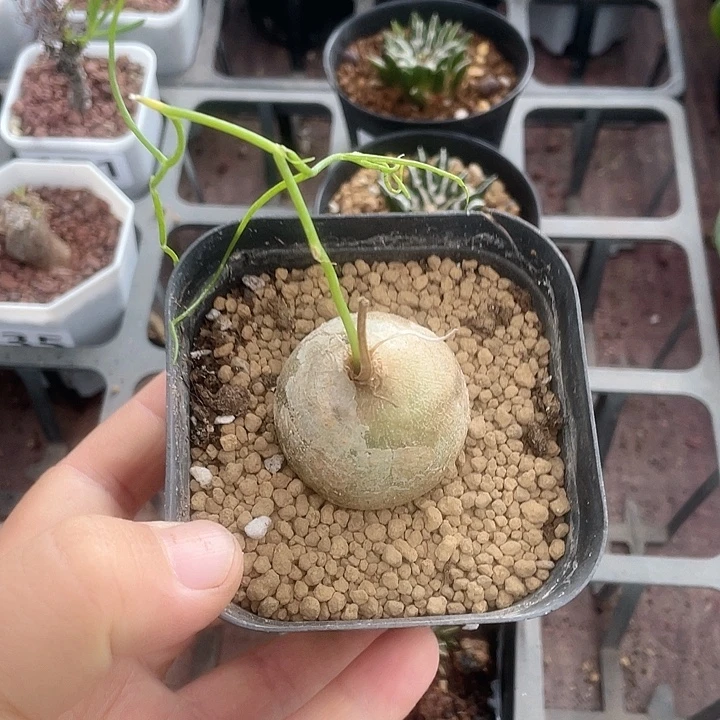 027大型仓角殿块根