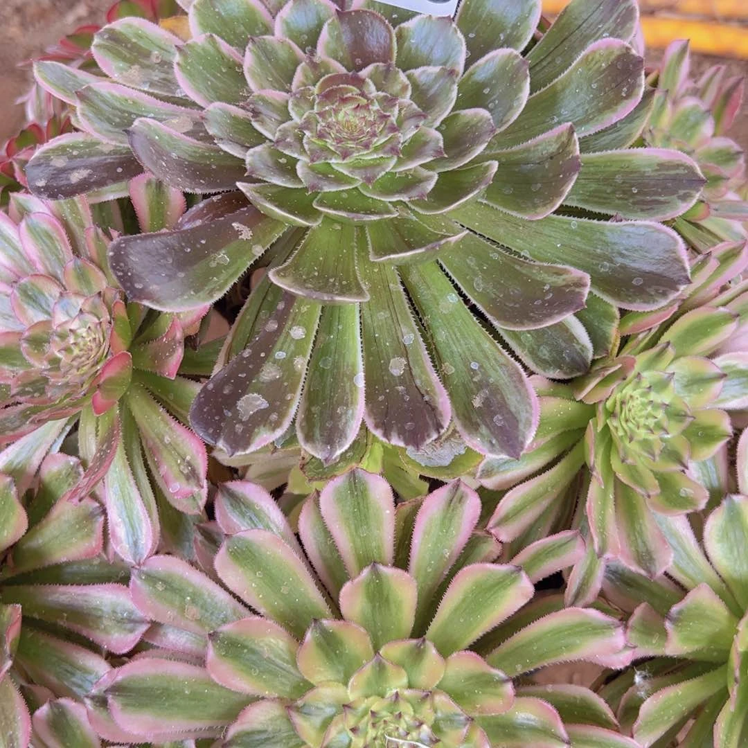 023，寄养溪颜多肉植物