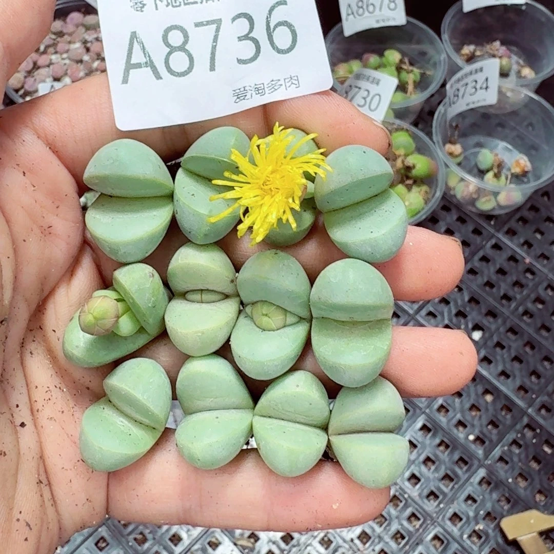 8736––零下地区需拍保温箱