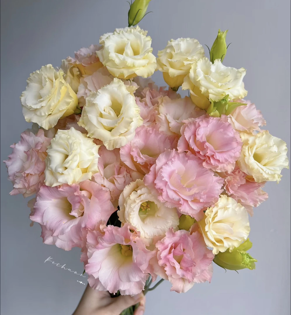 (曼）香槟色洋桔梗1扎包含3支防损鲜花任意满2单包邮