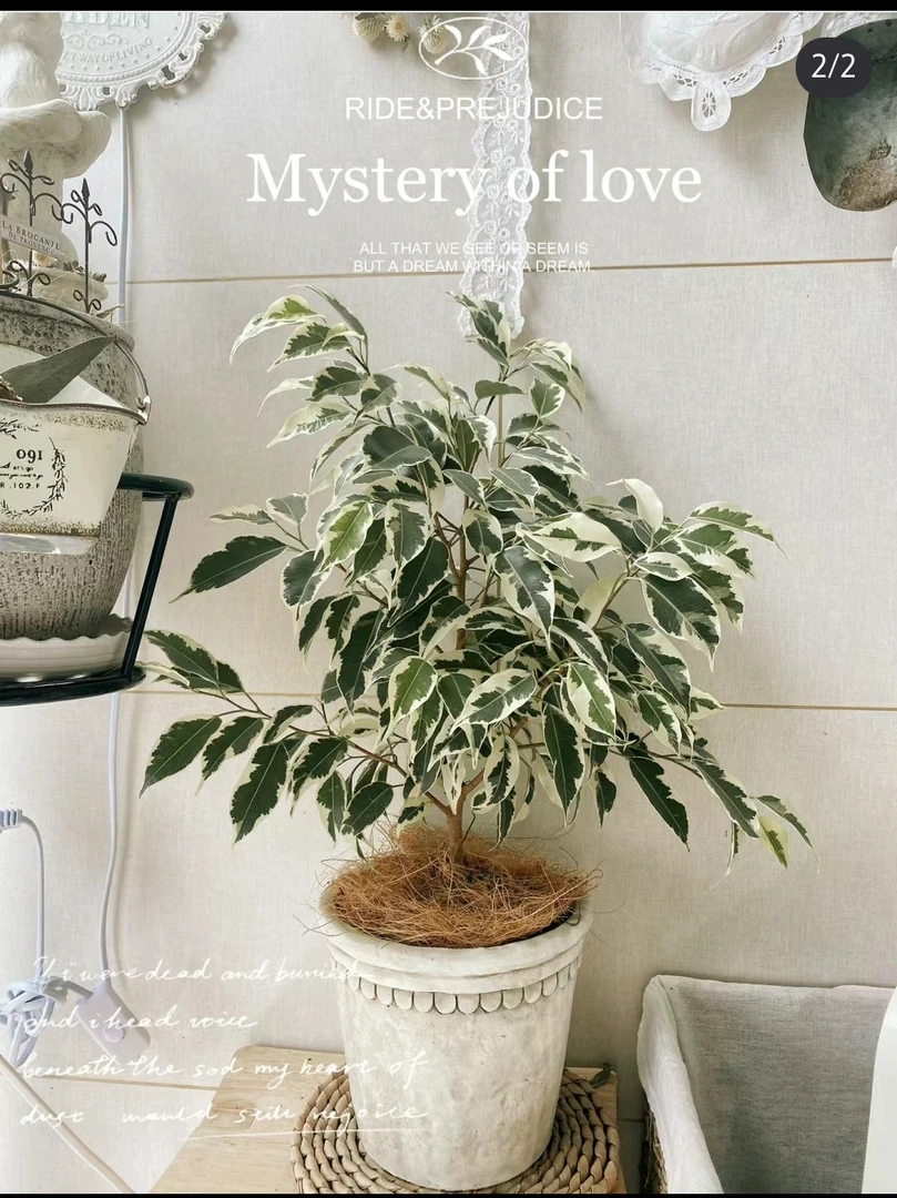 星光垂榕 花叶榕 小众却独特 客厅阳台庭院养护 观叶 耐热