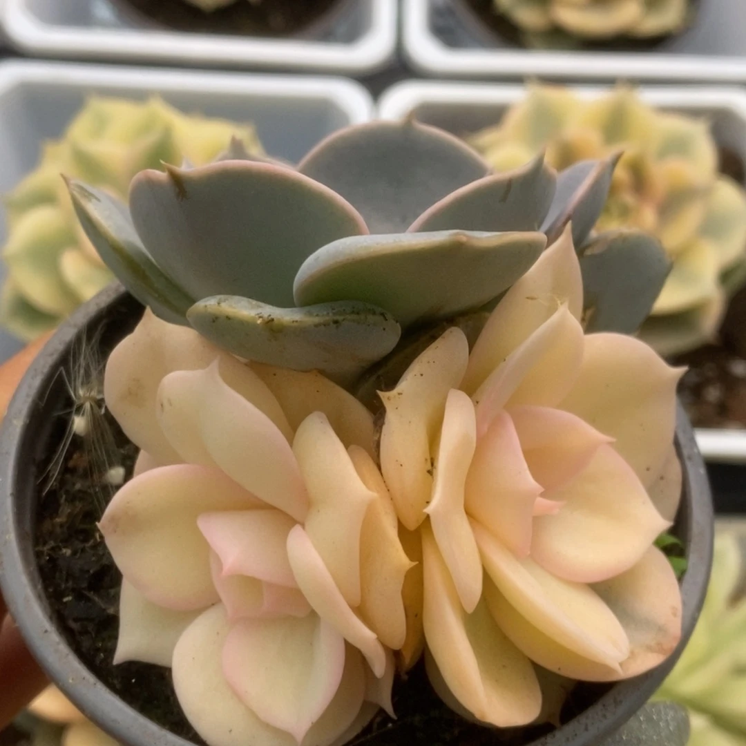 191双子座锦锦锦锦锦锦锦