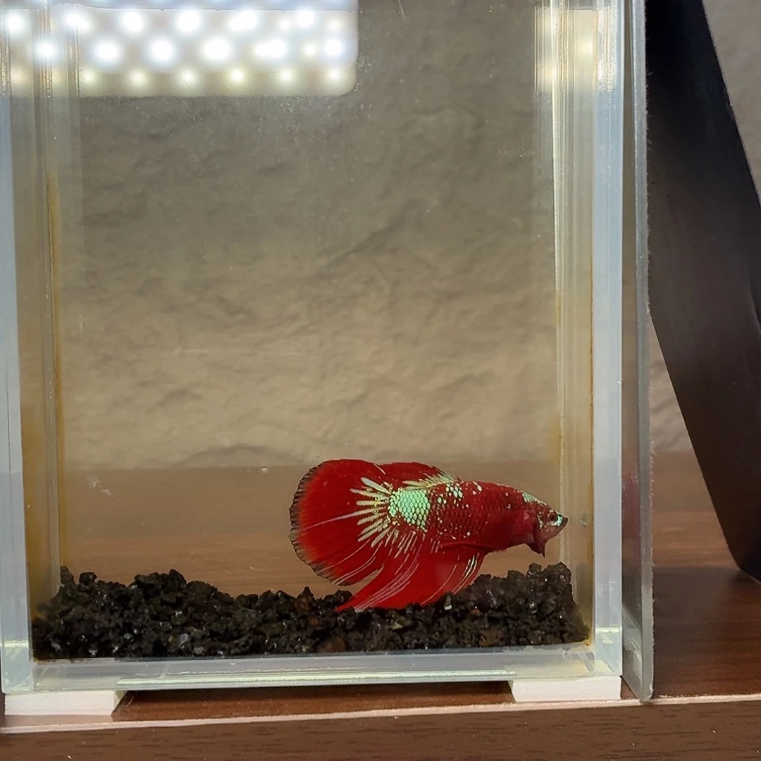 斗鱼彩金半月公鱼