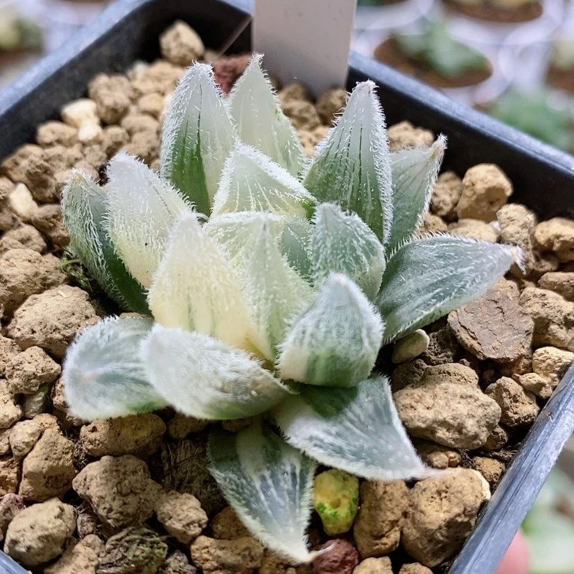 【闪购商品】87毛玉露锦