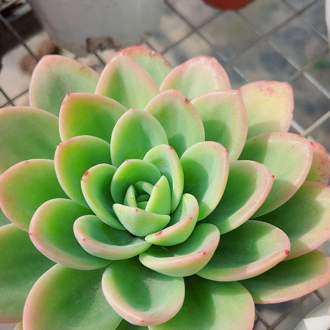 柠檬茶大单头精品特价