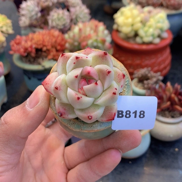 一物一拍满38包邮B818