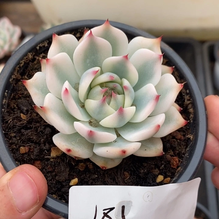吉娃娃锦多肉植物181号