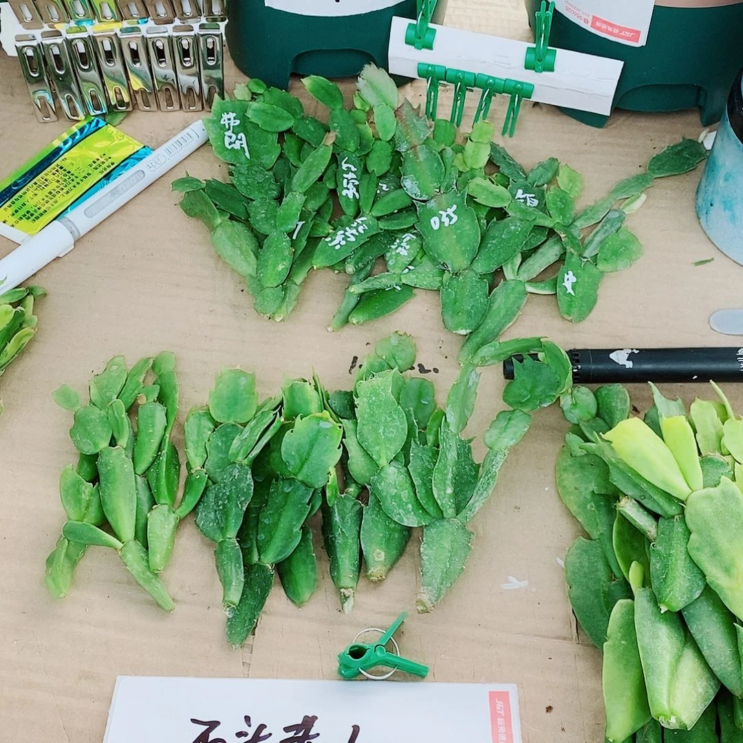 石***人无花朵叶片福利➕30个夹子