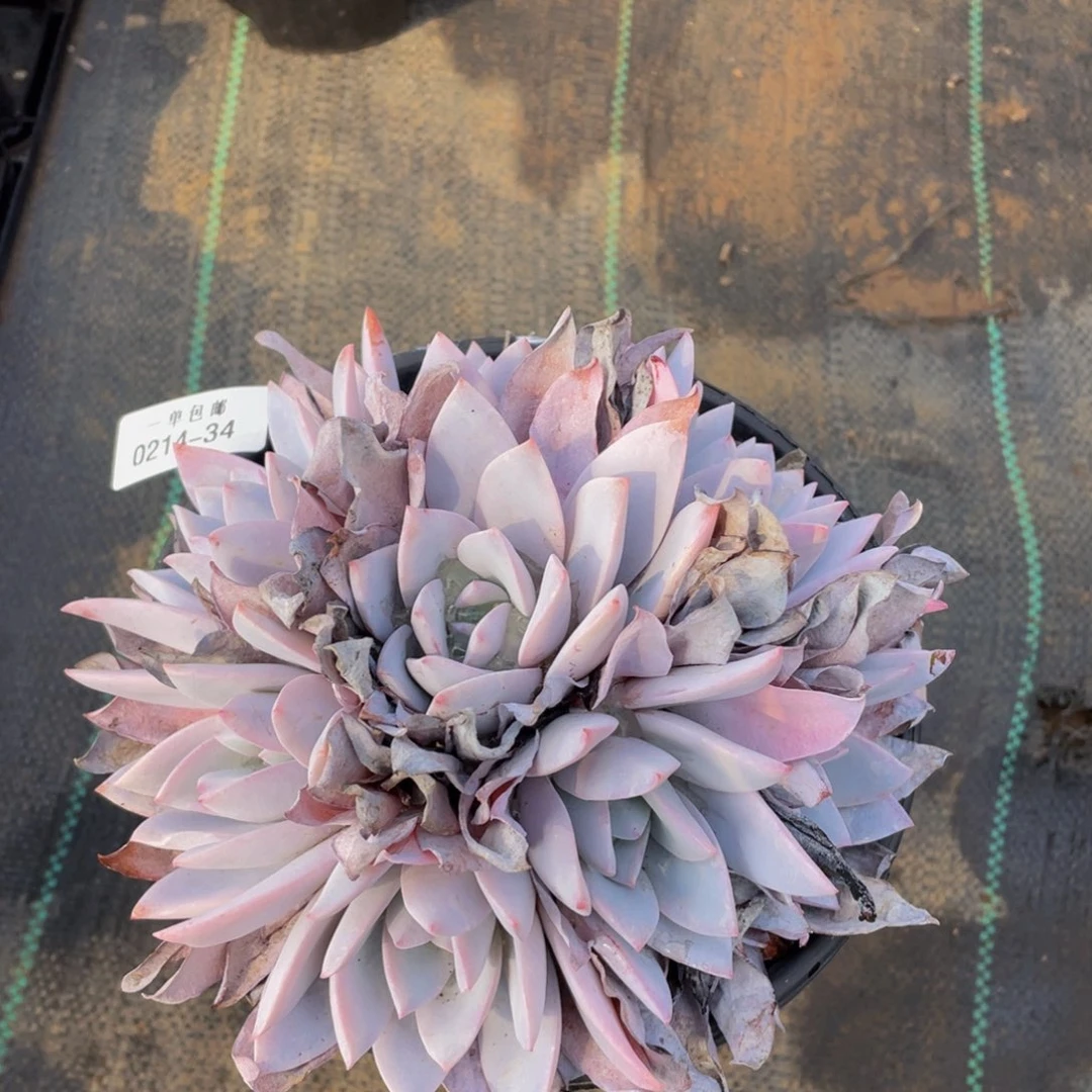 0214-34-白莲。。。。。。