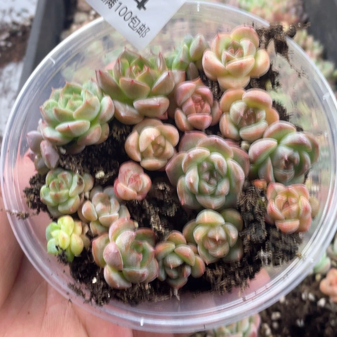 cd珍妮婚一物一拍124