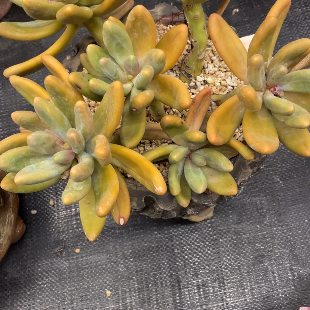 H***、弥鹿之森一物一拍