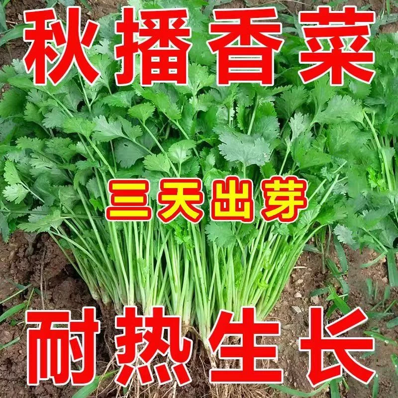 香菜种子四季易种耐热耐抽苔阳台水果蔬菜种子水果农家大叶香菜籽