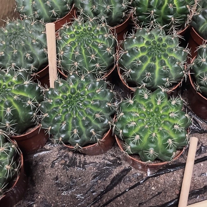 大号绯花玉一物一拍