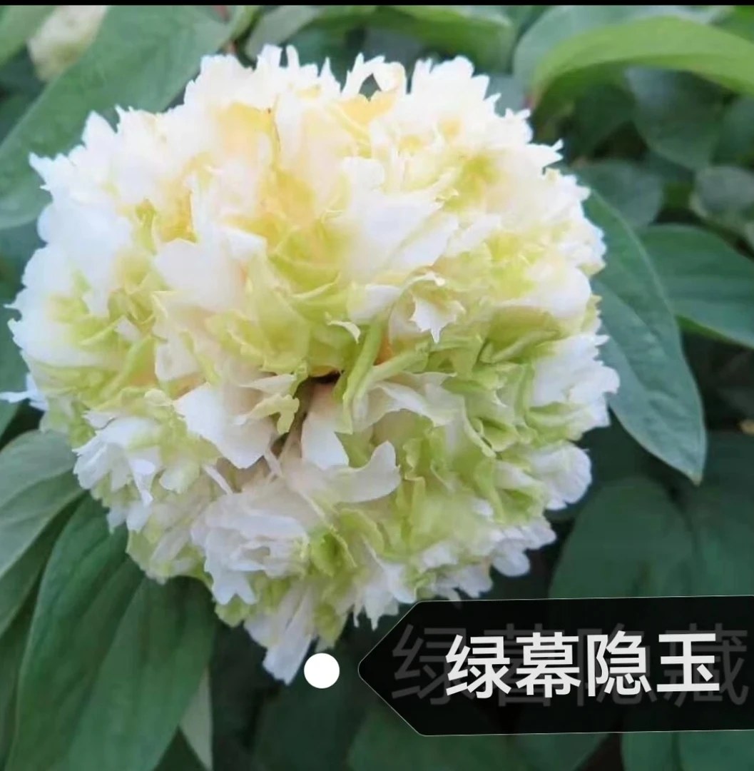绿幕隐玉琼台玉露国色芳华同款牡丹菏泽基地直发