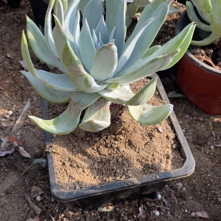 31号雪山多肉植物