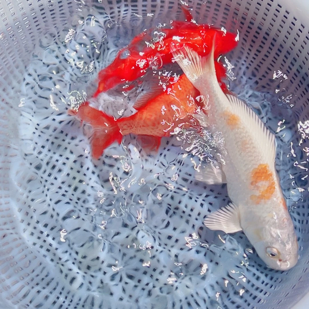 锦鲤锦鲤观赏鱼8888