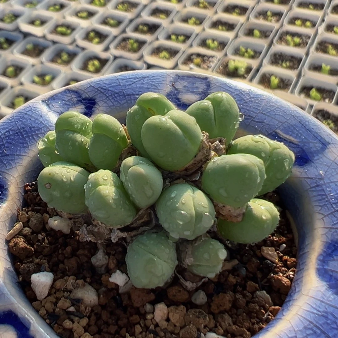 210多肉植物百科植物