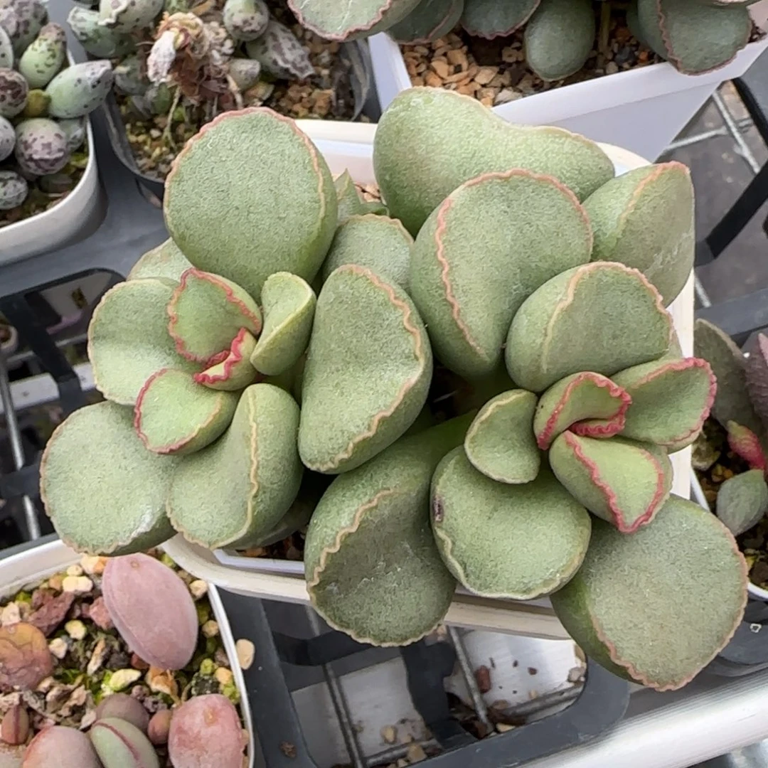 谷雨水泡多肉植物