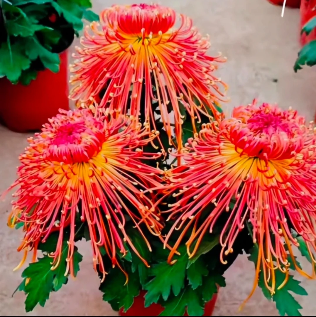 菊花《金凤凰》（带花苞）菊花大苗 大花系列开花漂亮