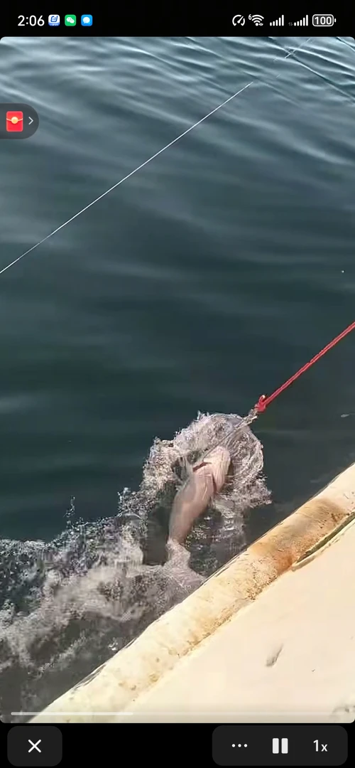 中韩边境鳕鱼放血钩