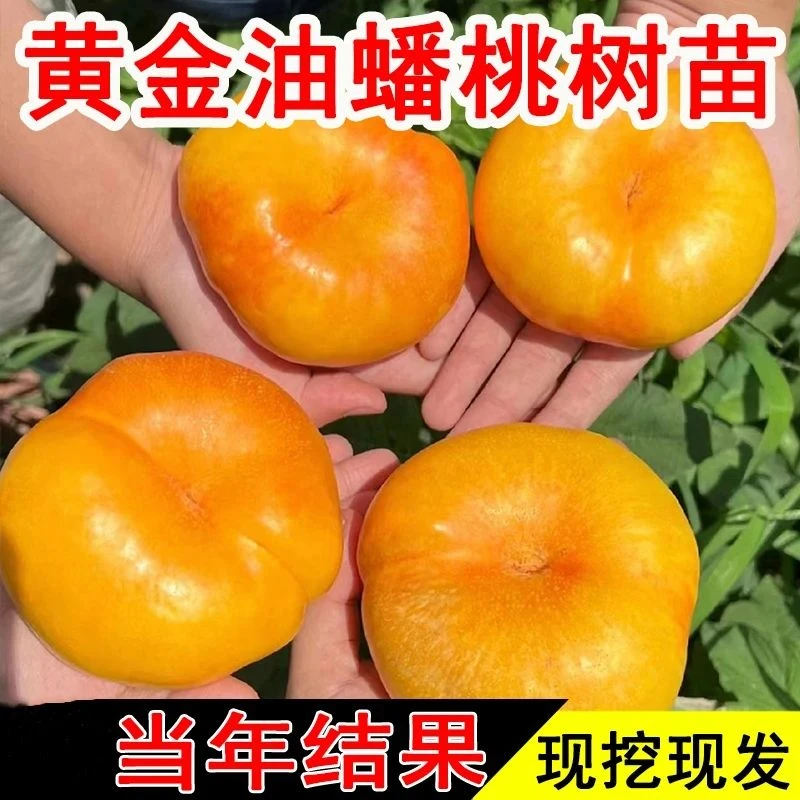 黄金油蟠桃苗桃树苗嫁接地栽盆栽南方北方种植果树苗四季当年结果