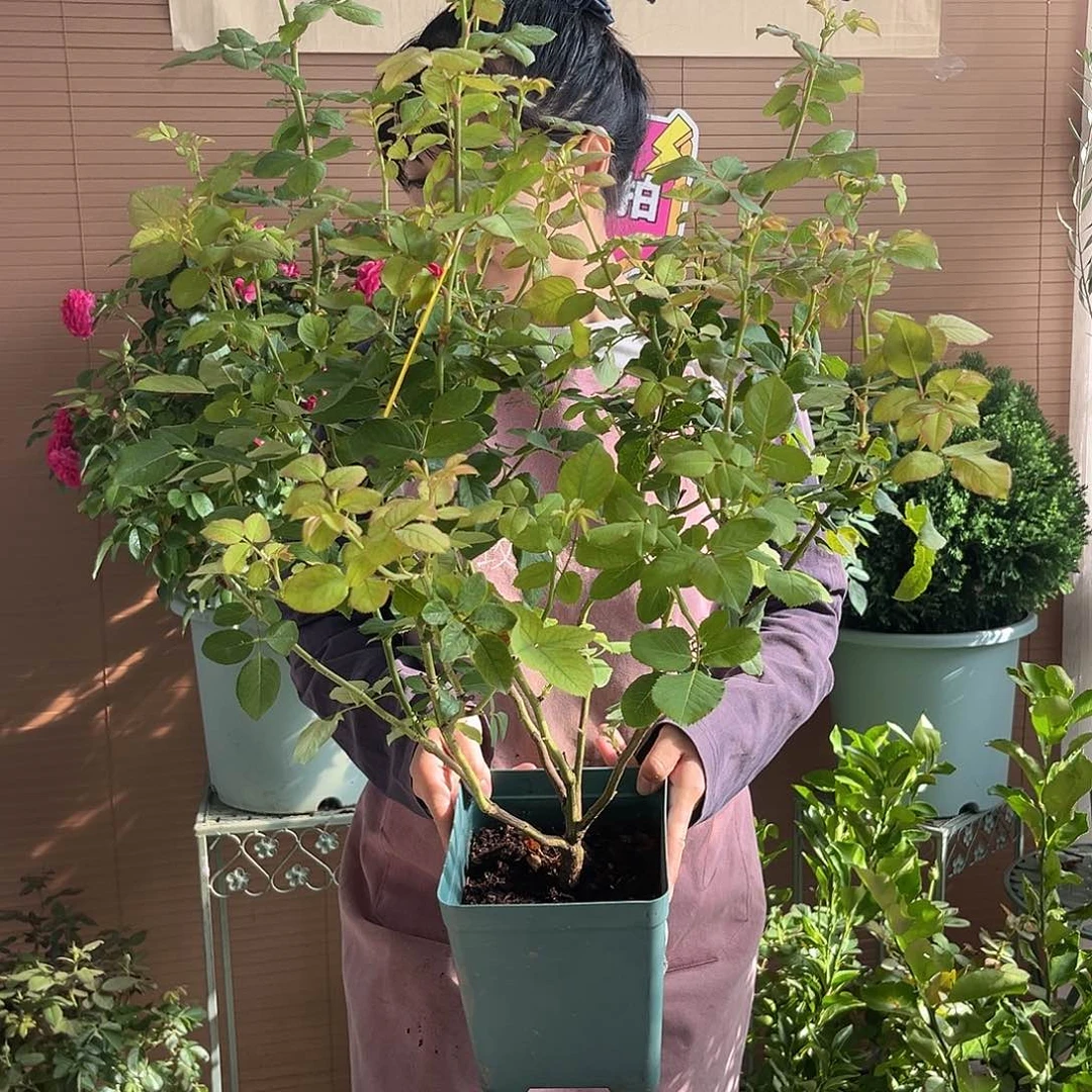 索菲罗莎1.5加仑扦插
