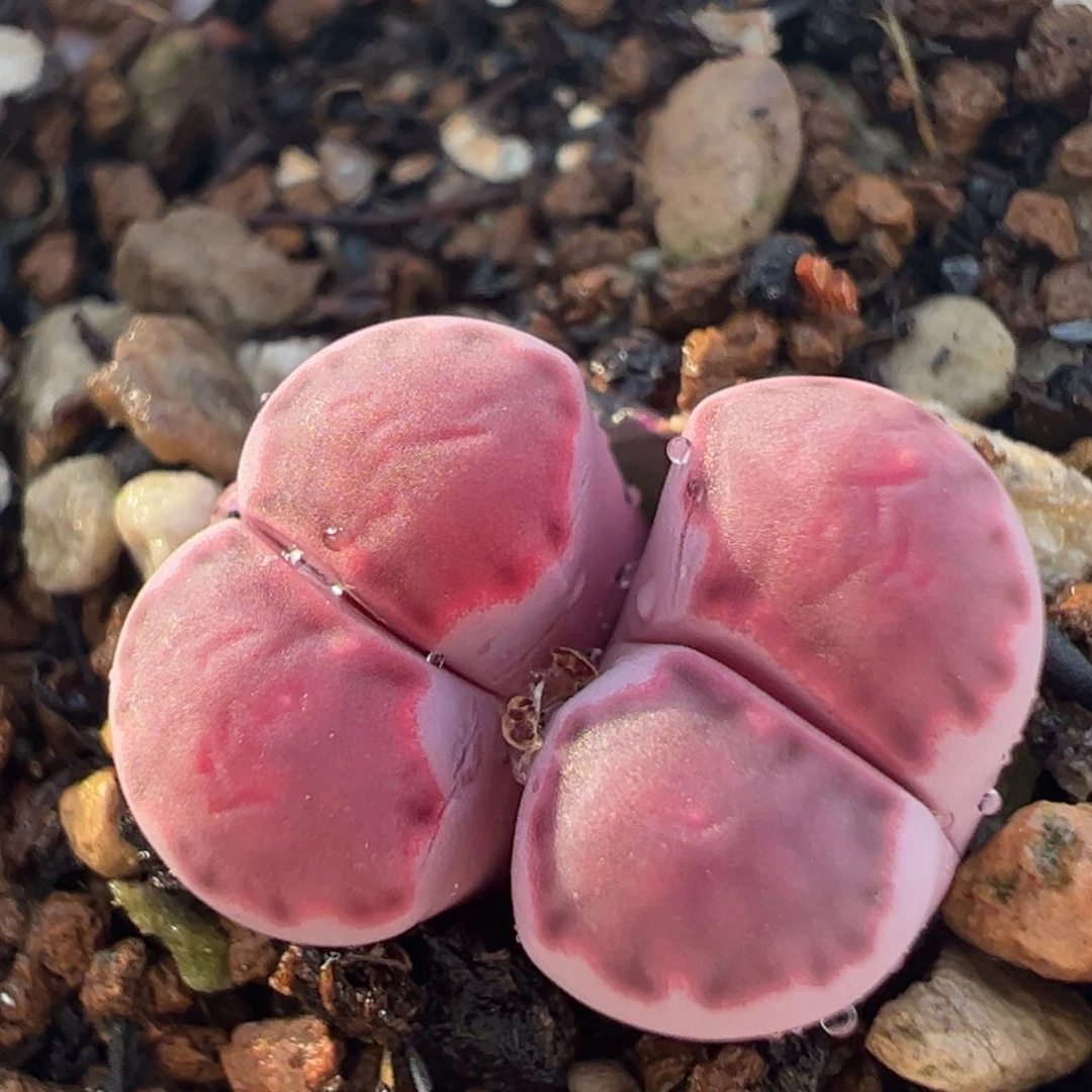 紫饼干母本带盆多肉