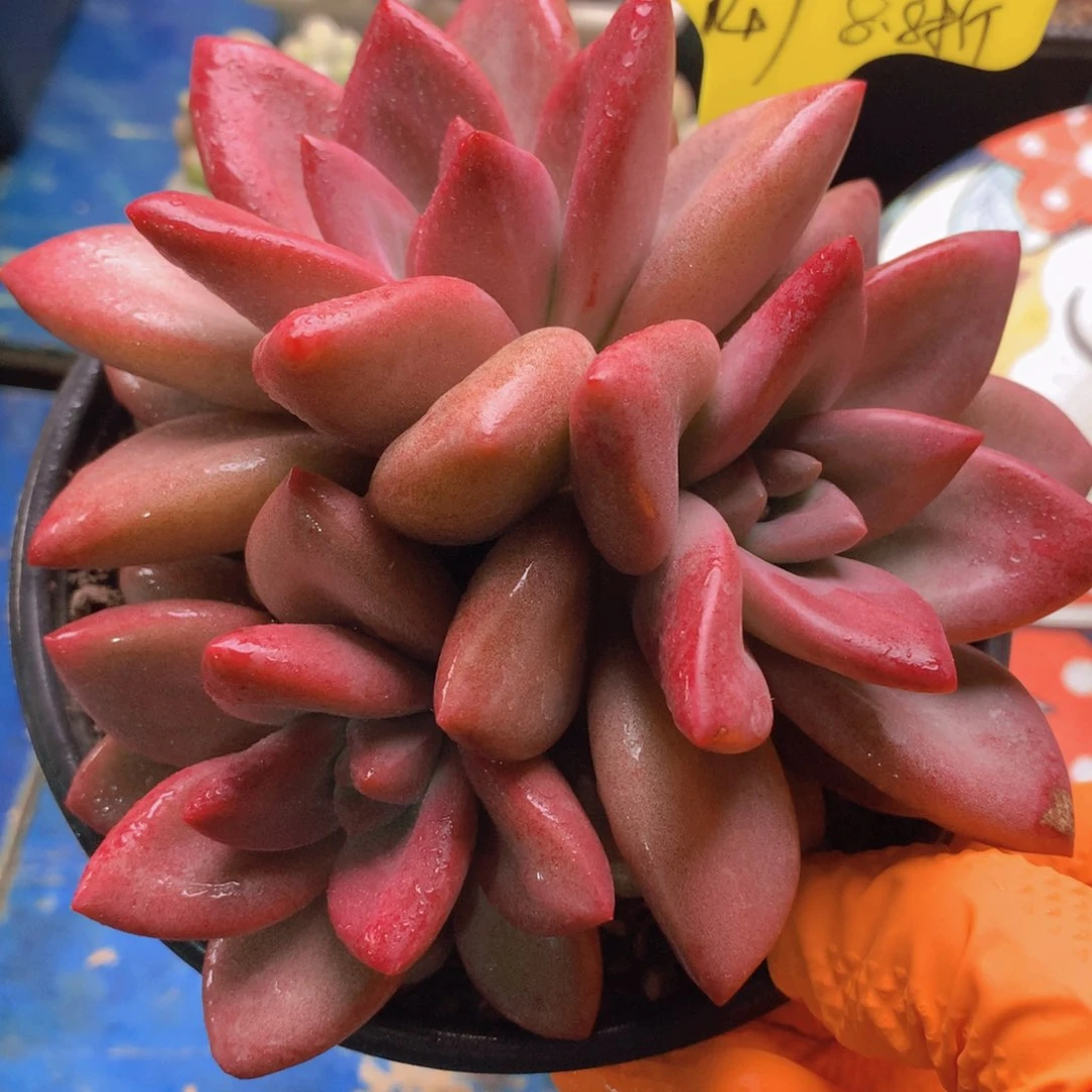 我家的小可爱们都好可爱啊哈