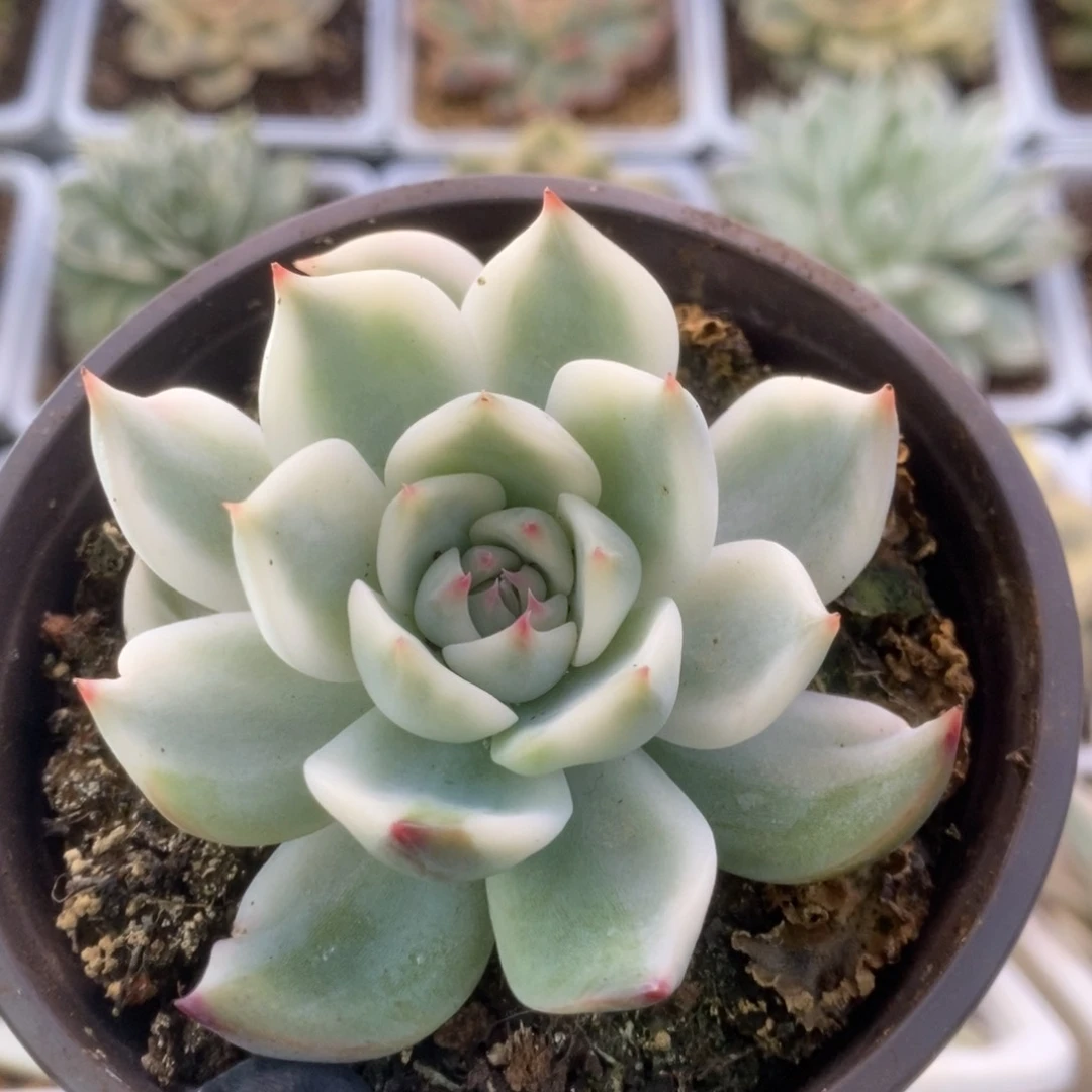 362锦锦锦锦锦锦锦锦锦