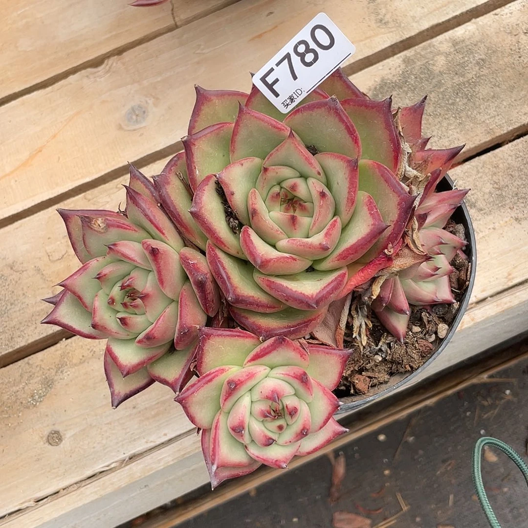 若如东云单拍F780