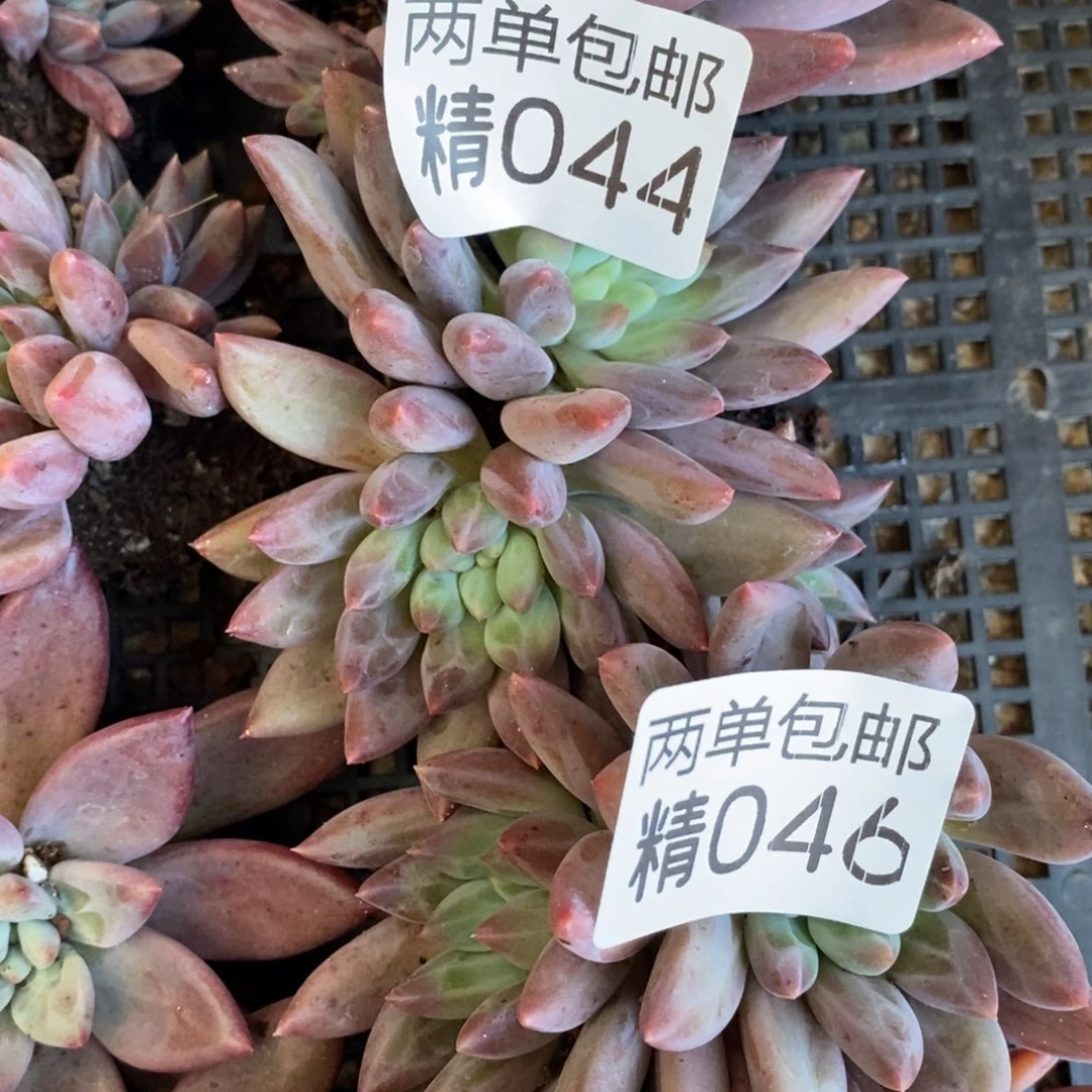 哈哈哈哈哈哈哈哈044