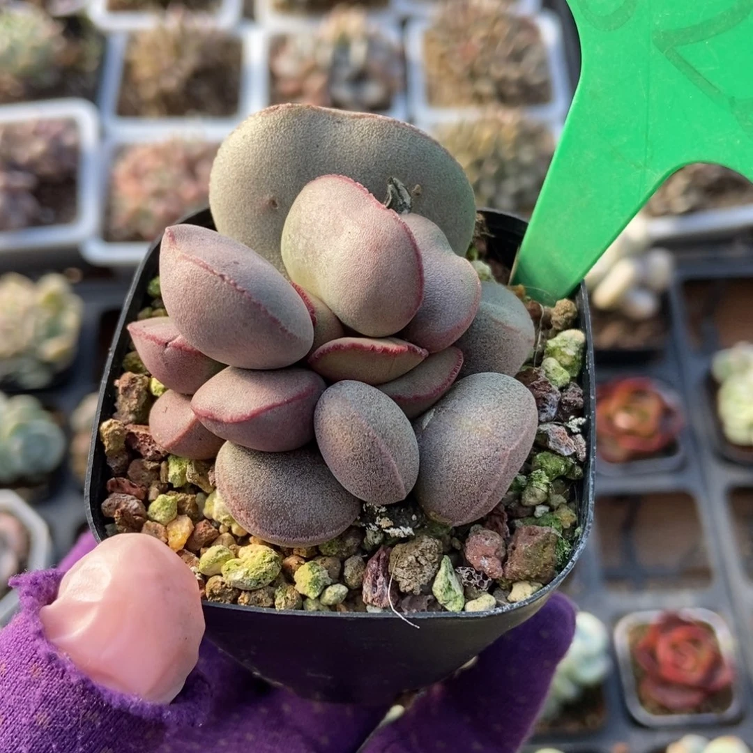 822红蛋多肉植物保护