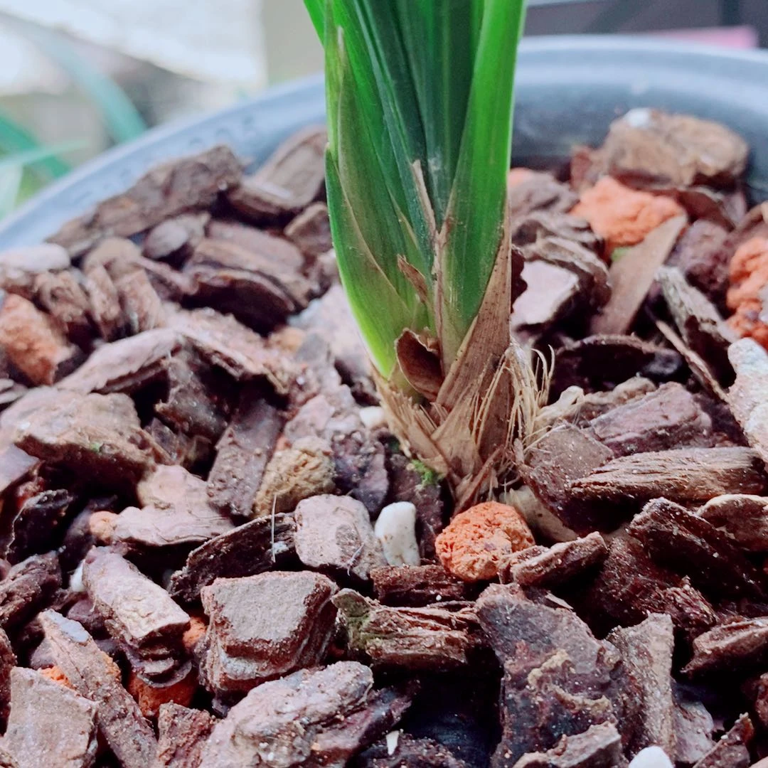 当前无花栽培后可以开花