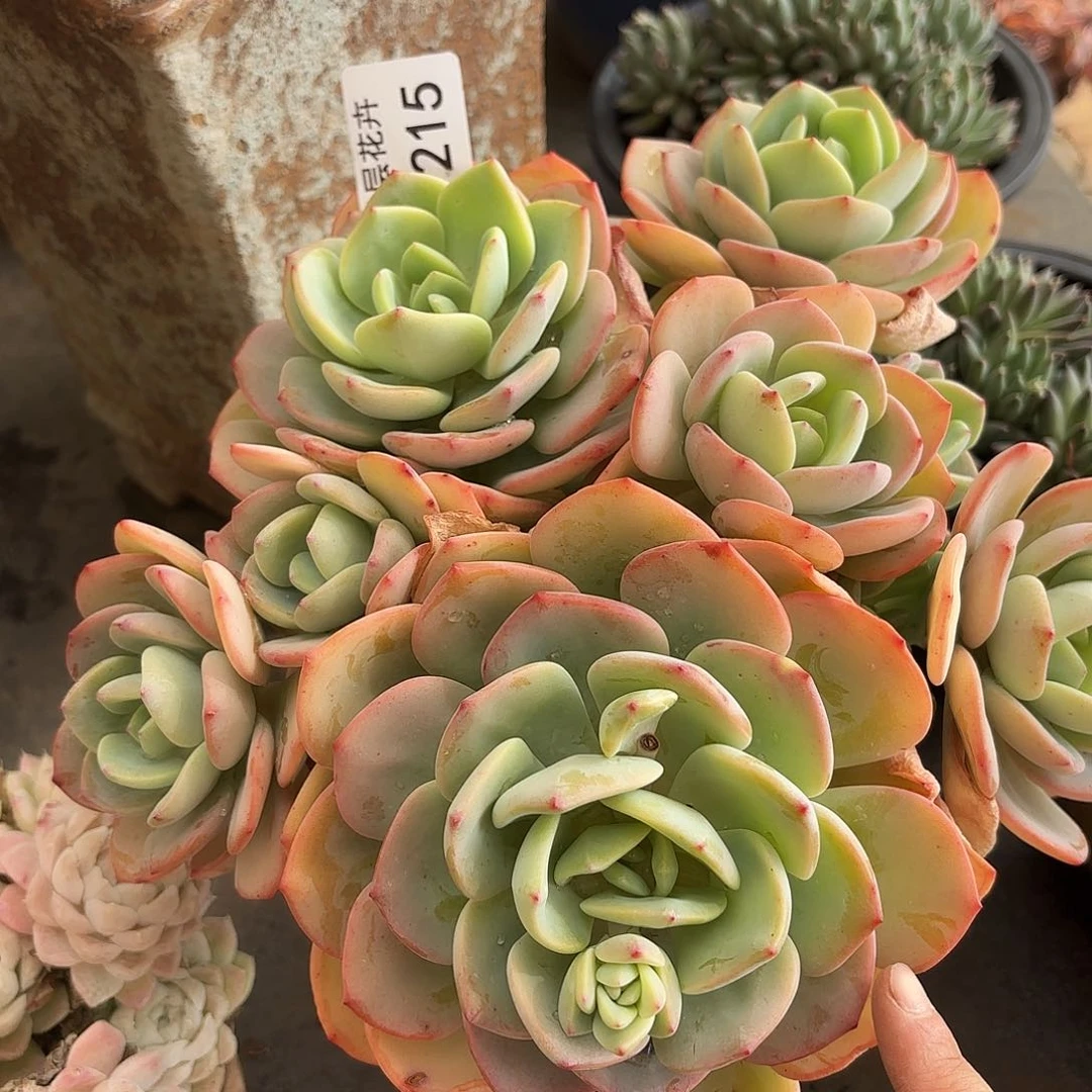 同温层多肉白月光215