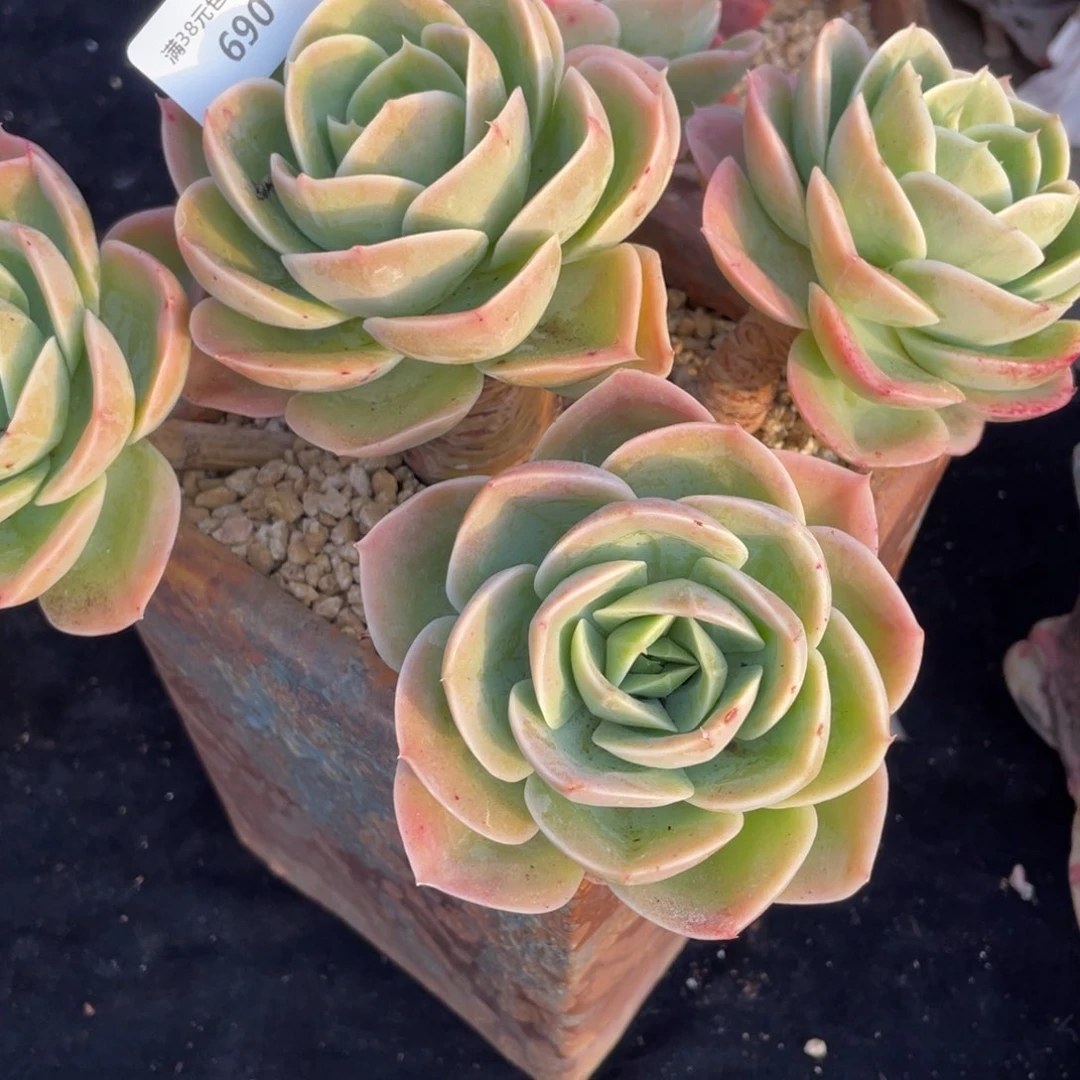 ?**?690星娜塔群生多肉植物老桩