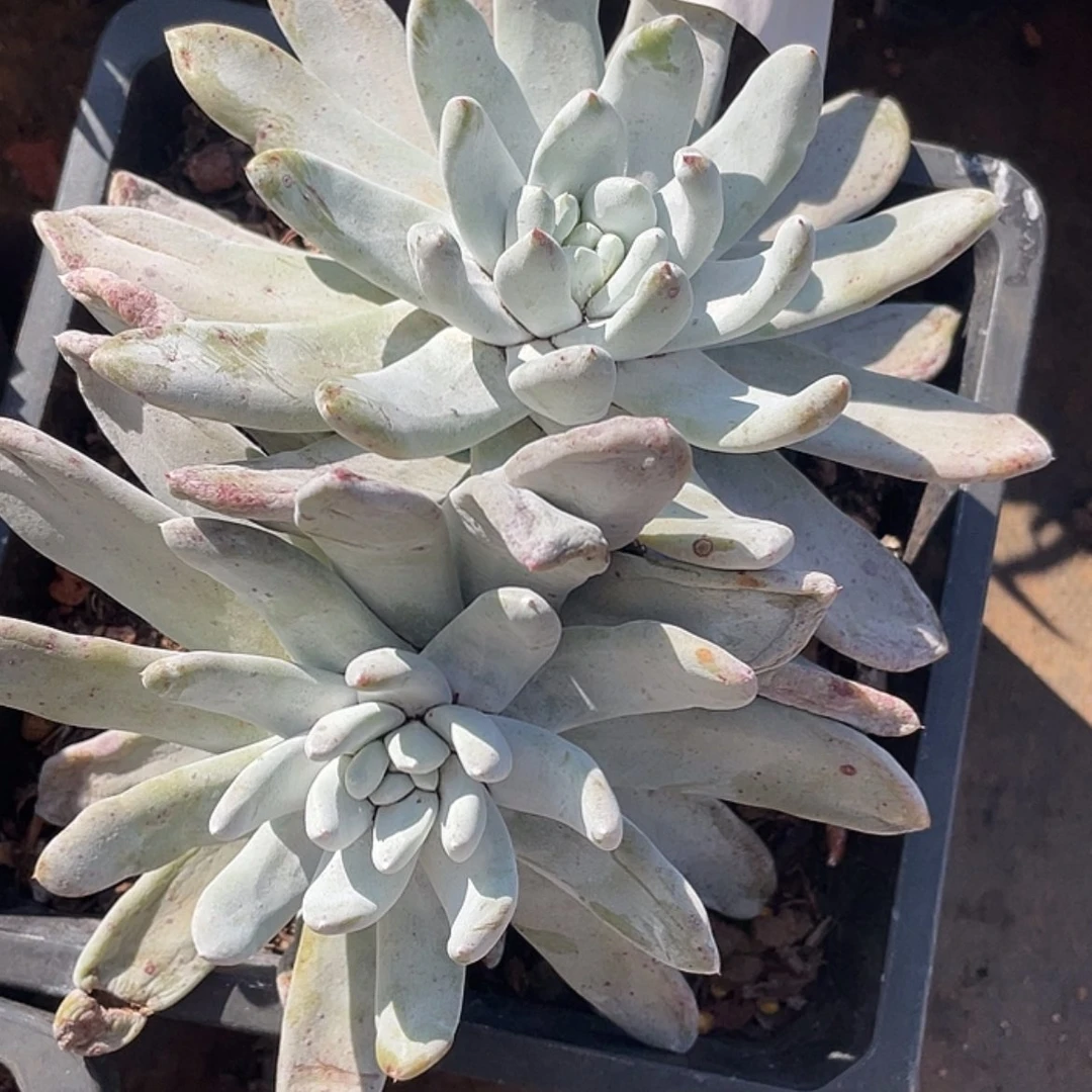 【闪购商品】拇指拇指