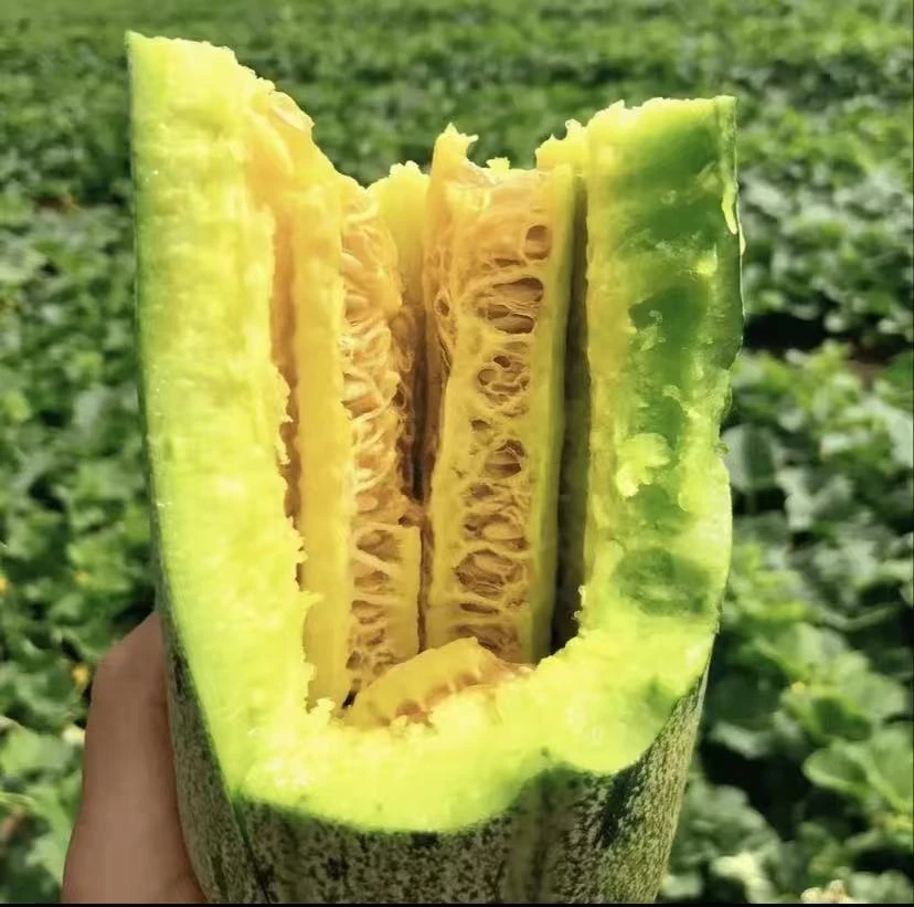 【麻皮甜瓜种子】四季种植盆栽阳台