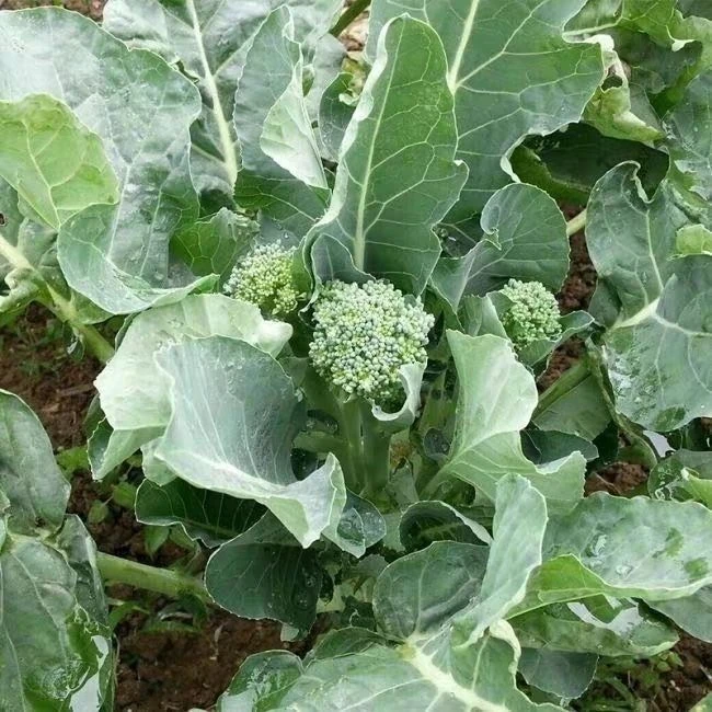 西兰苔秧苗芥兰苗芥菜苔苗西兰花苔苗秧秋播耐热阳台庭院蔬菜种子