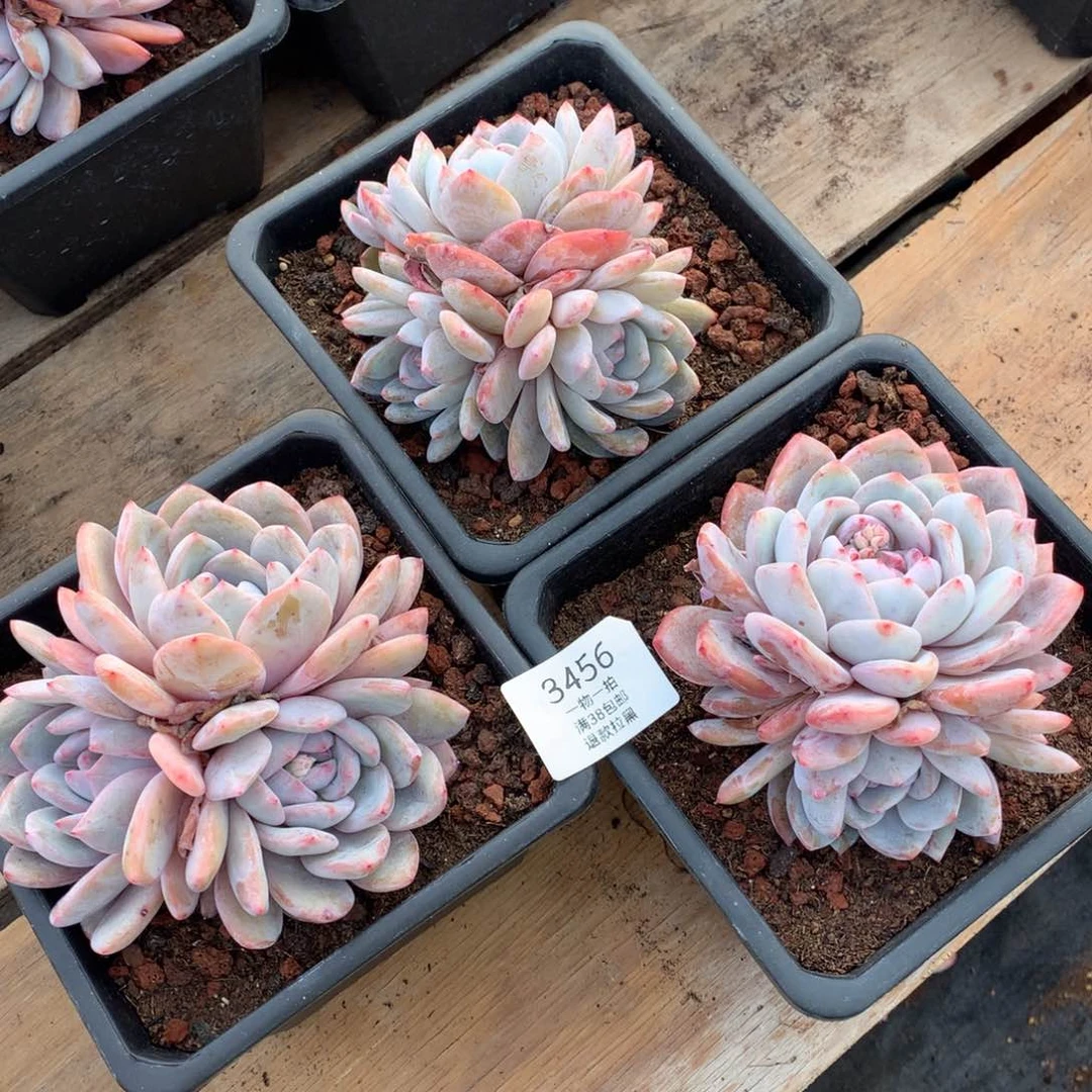 三颗多头星影3456