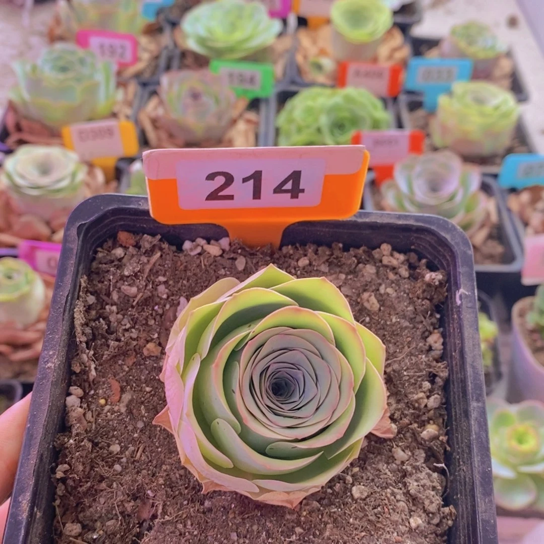 山地玫瑰一物一拍爱晚晴214