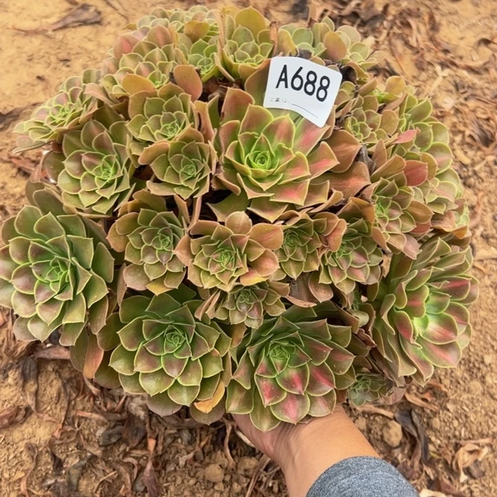 女巫多肉植物688.