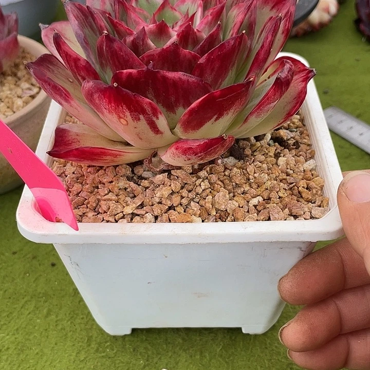 懂***^惊鸿仙子多肉植物468