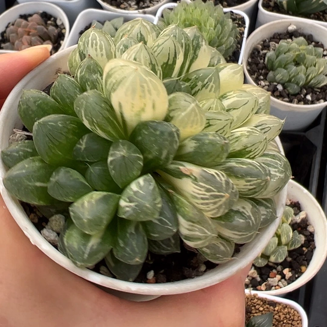 苏州玉露多肉植物百科